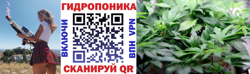 Каннабис сатива Болотное
